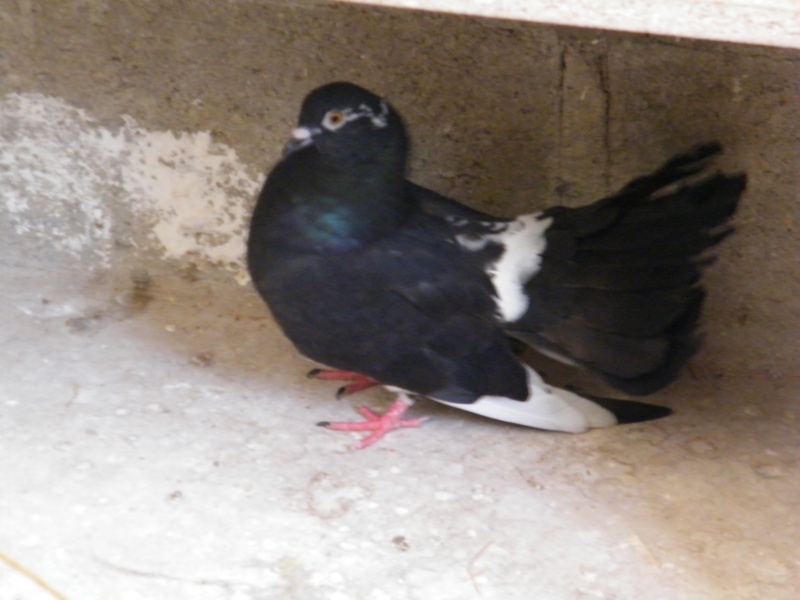 Pigeon Paon blanc • Queue de paon • Élevage et vente de pigeons