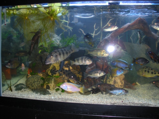 aquarium volume calc