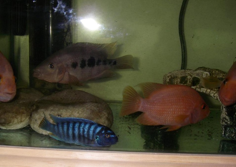 Cichlid Pond