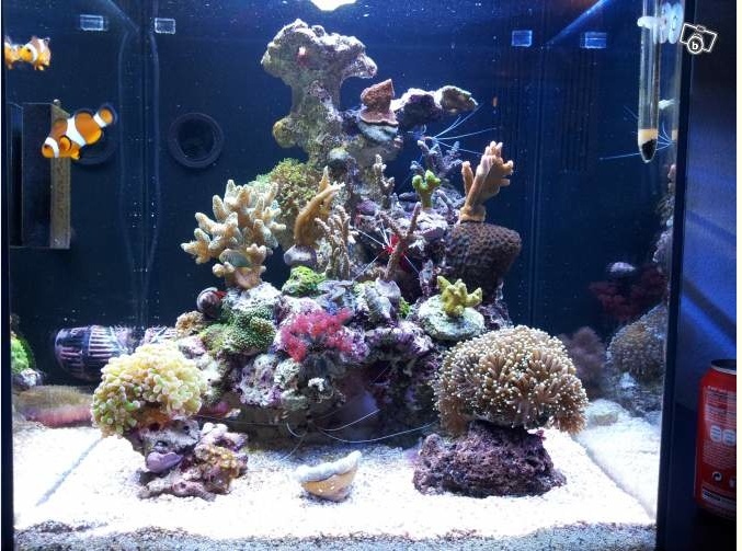 Aquarium récifal et passion des aquariums récifaux