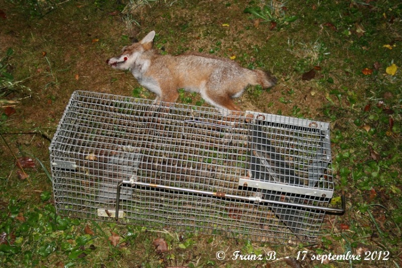 Piege a renard trouvez le meilleur prix sur Voir avant d