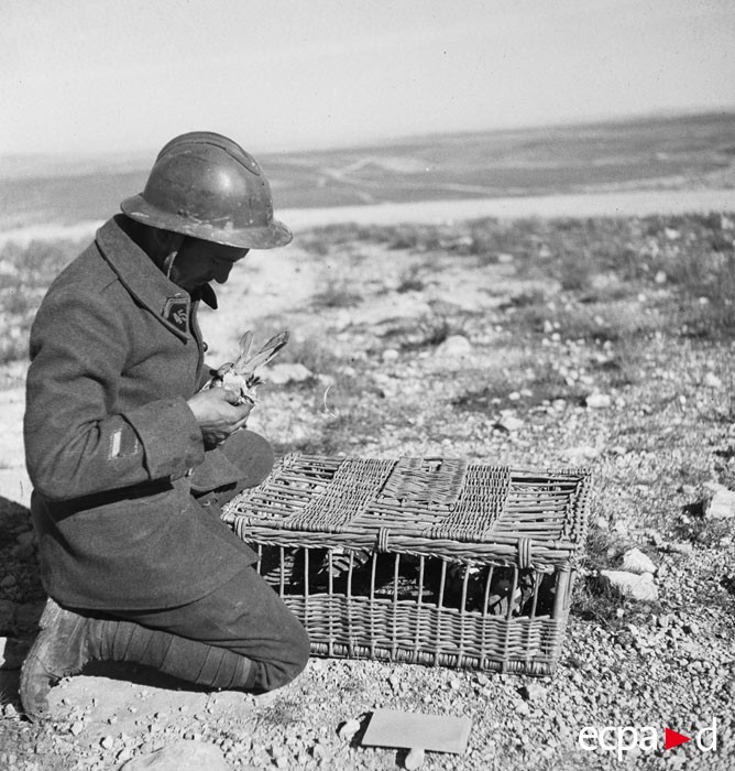 La campagne de Tunisie, 17 novembre 1942 – 13 mai 1943 (côté français) source ECPAD terre-10