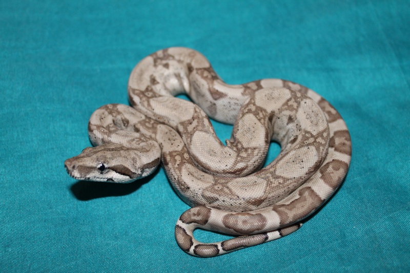 Ghost Boa 100% het Albino. | Reptile Forums