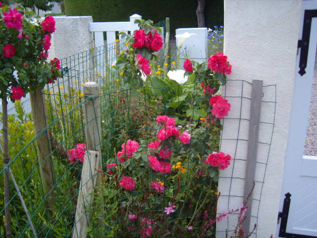 roses_18.jpg