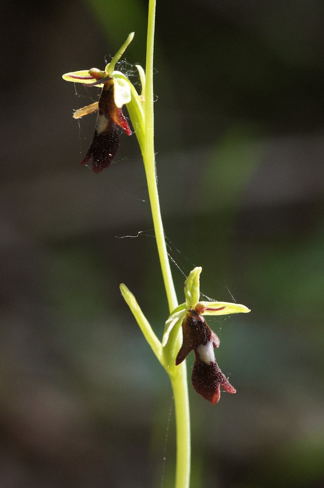 ophrys11.jpg