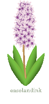 hyacin11.gif