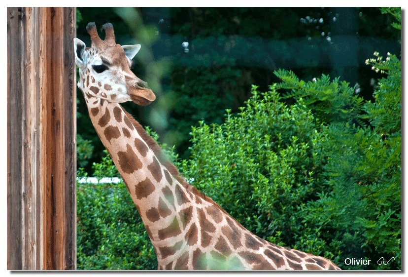girafe10.jpg