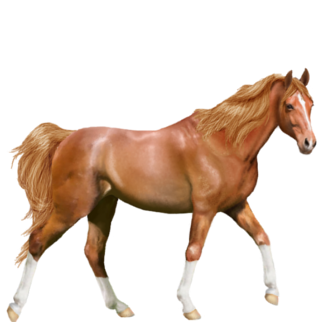 cheval15.png