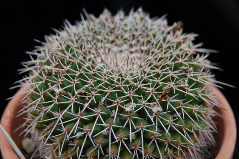 mammillaria roseoalba