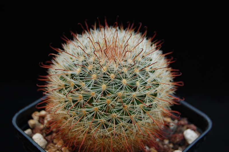 Mammillaria jaliscana