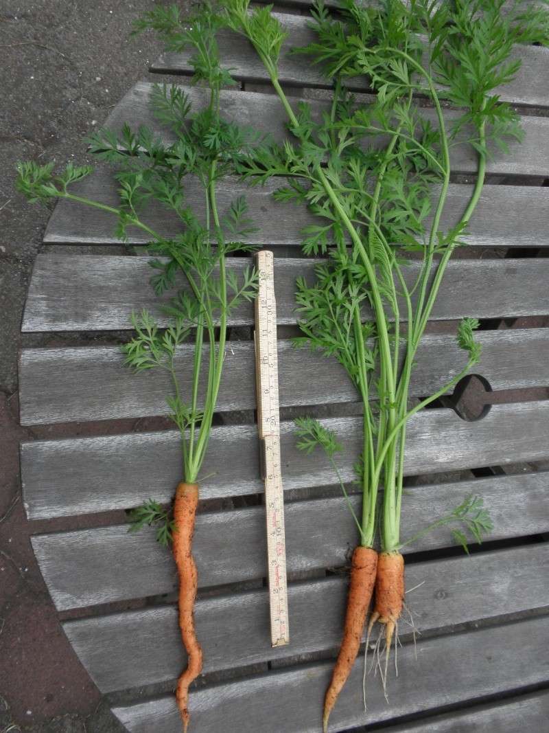 carrot10.jpg