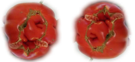 tomato12.jpg